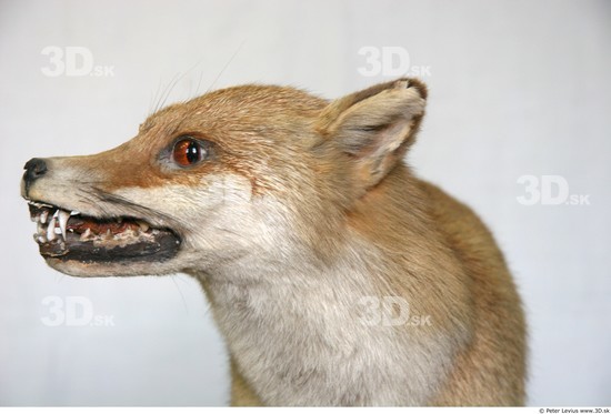 Head Fox