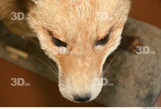 Nose Fox