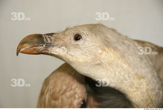 Head Vulture