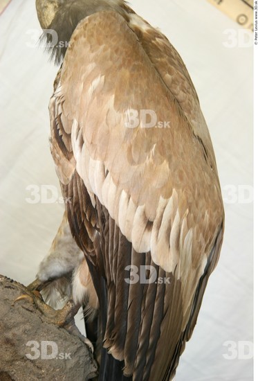 Upper Body Vulture