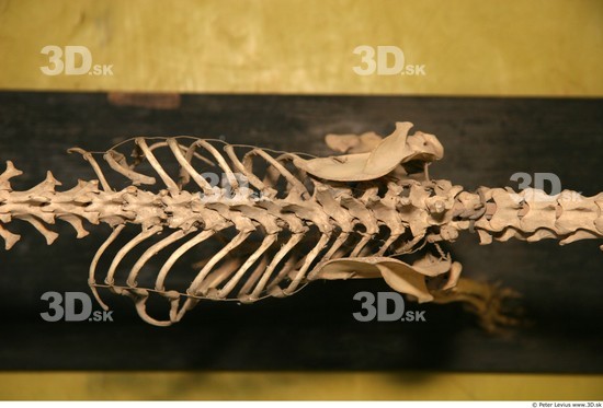 Whole Body Skeleton Dog Studio photo references