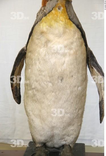 Belly Penguin