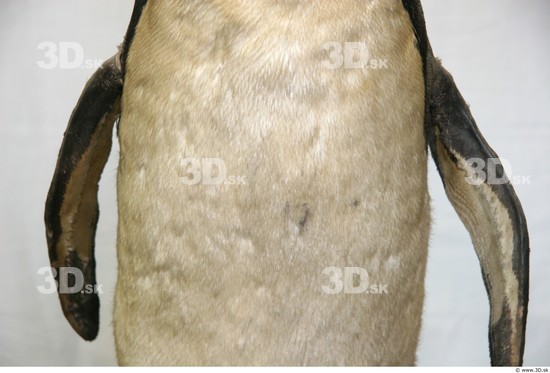Belly Penguin