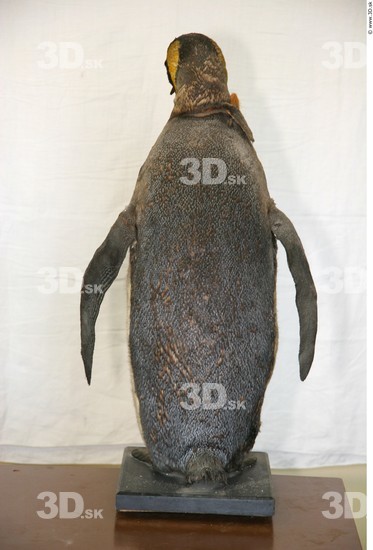 Whole Body Penguin