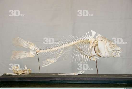 Skeleton Fish