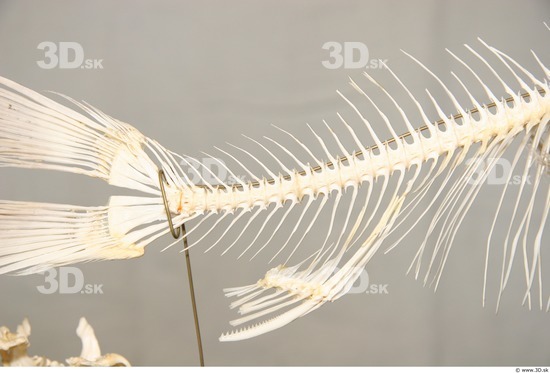 Skeleton Fish