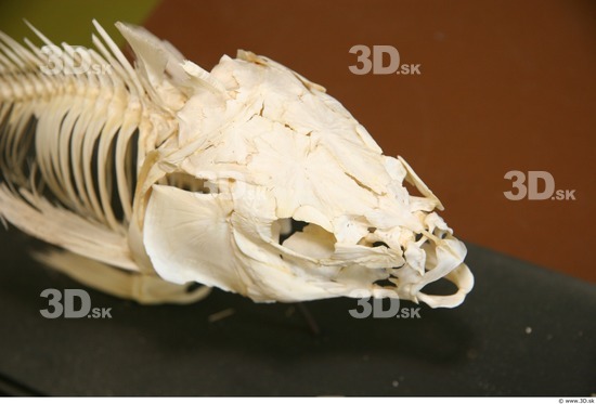 Skeleton Fish