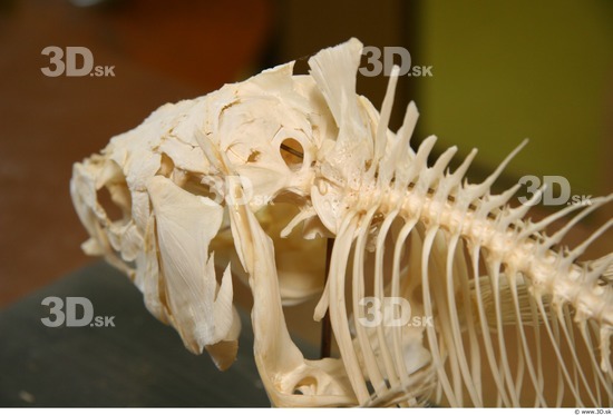 Skeleton Fish