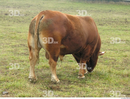 Whole Body Bull Animal photo references
