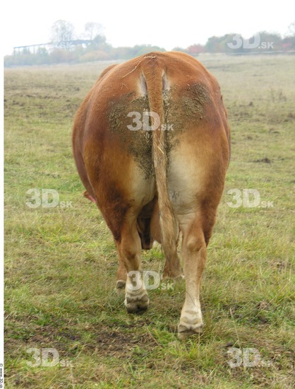 Whole Body Bottom Bull Animal photo references