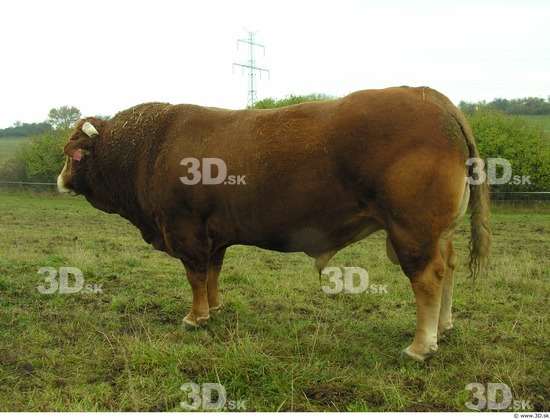 Whole Body Bull Animal photo references