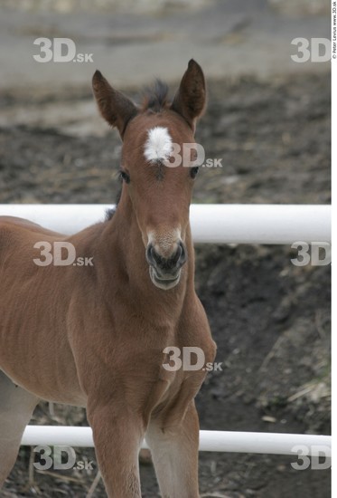 Head Foal