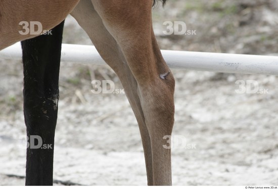 Leg Foal