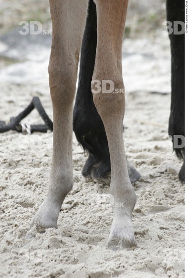 Leg Foal