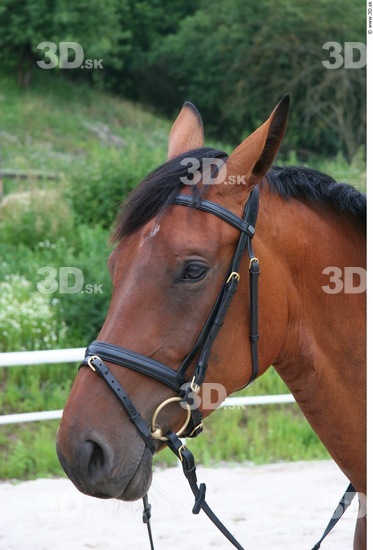 Whole Body Head Horse Animal photo references