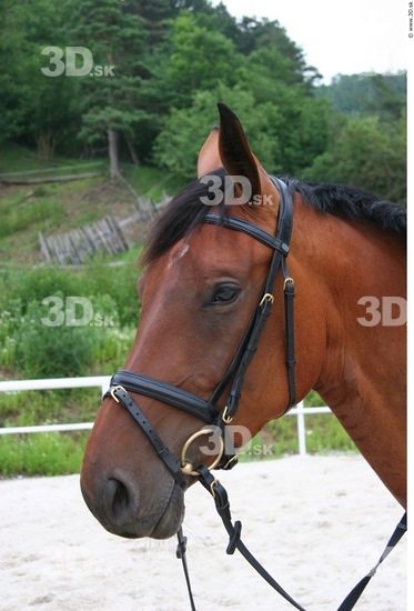 Whole Body Head Horse Animal photo references