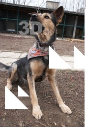 Dog # 3