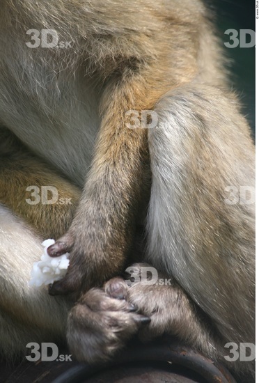 Hand Ape