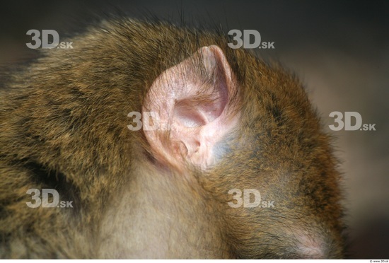 Ear Ape