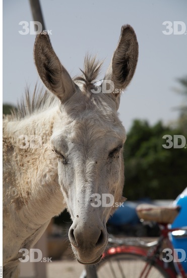 Head Donkey