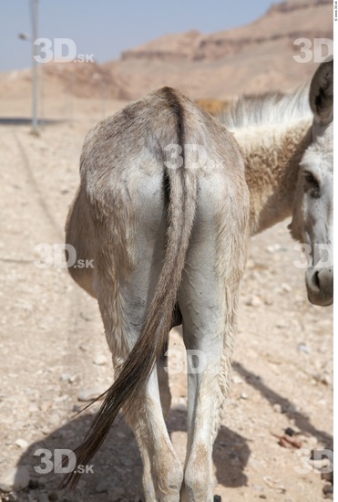 Thigh Donkey