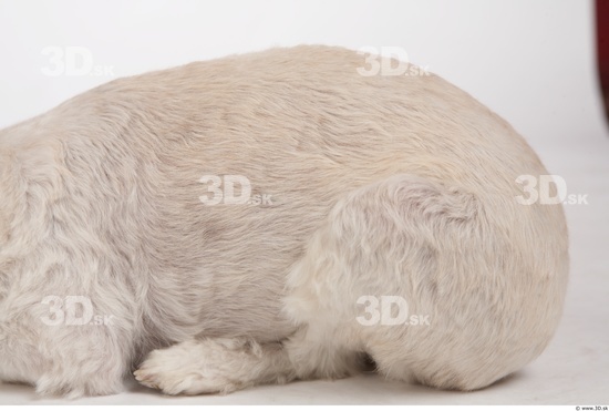 Leg Whole Body Dog Animal photo references