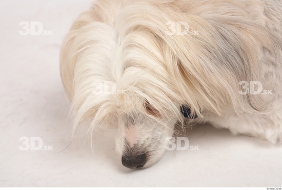 Whole Body Head Dog Animal photo references