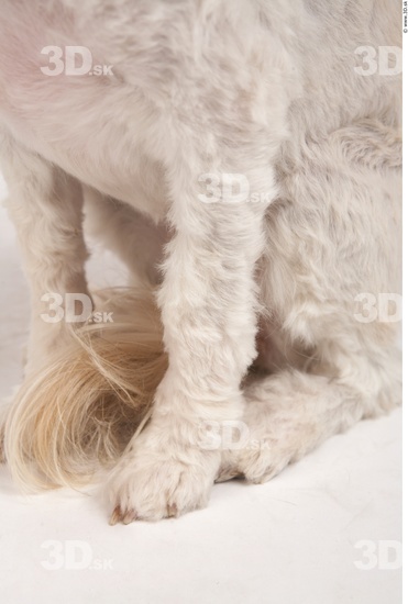 Leg Whole Body Dog Animal photo references