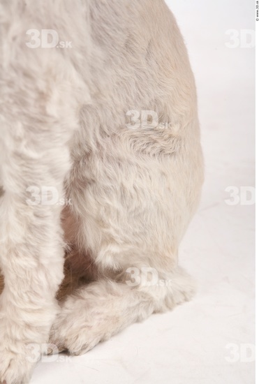 Leg Whole Body Dog Animal photo references