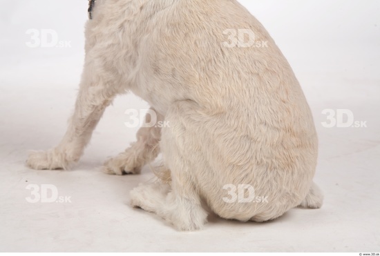 Whole Body Bottom Dog Animal photo references