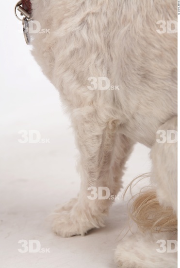 Leg Whole Body Dog Animal photo references