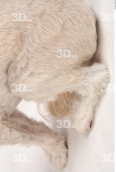 Leg Whole Body Dog Animal photo references