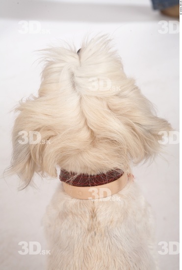 Whole Body Head Dog Animal photo references