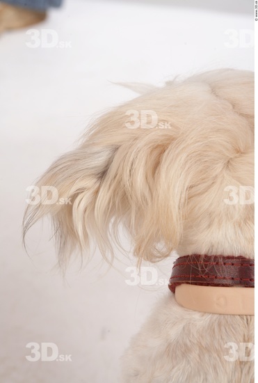 Ear Whole Body Dog Animal photo references