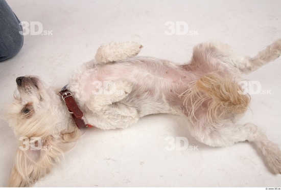 Whole Body Dog Animal photo references