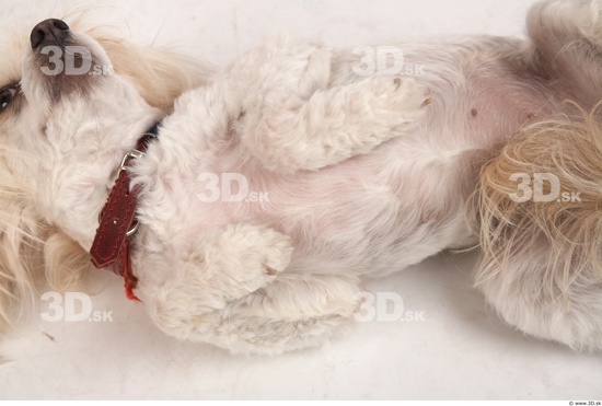 Leg Whole Body Dog Animal photo references