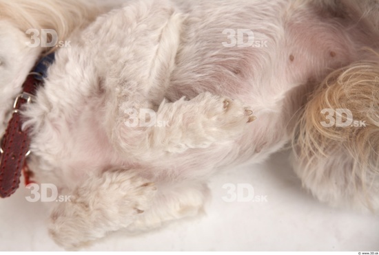 Leg Whole Body Dog Animal photo references