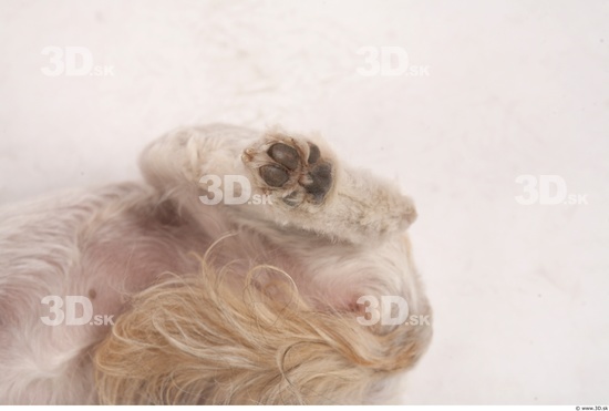 Leg Whole Body Dog Animal photo references