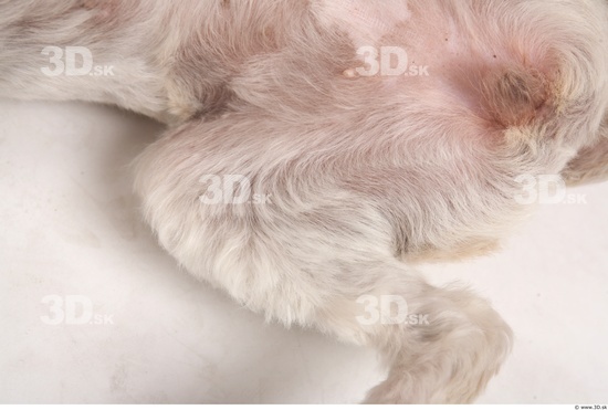 Thigh Whole Body Dog Animal photo references