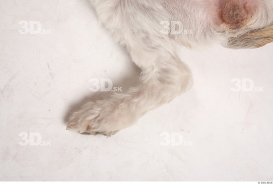 Leg Whole Body Dog Animal photo references