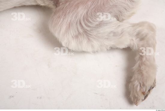 Leg Whole Body Dog Animal photo references