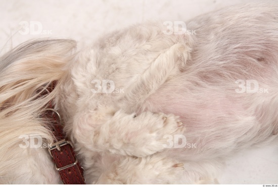 Leg Whole Body Dog Animal photo references