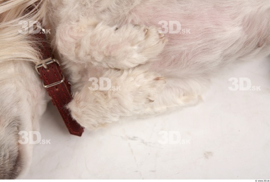 Leg Whole Body Dog Animal photo references