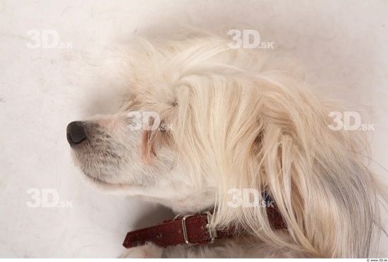 Whole Body Head Dog Animal photo references