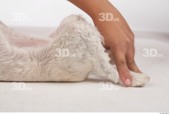 Leg Whole Body Dog Animal photo references