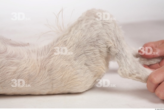 Leg Whole Body Dog Animal photo references