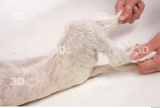 Leg Whole Body Dog Animal photo references