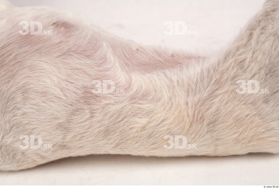 Belly Whole Body Dog Animal photo references