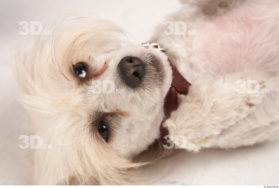 Whole Body Head Dog Animal photo references