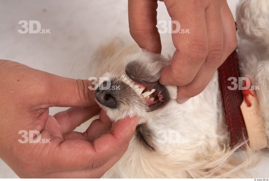 Whole Body Teeth Dog Animal photo references